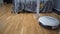 Pet and housework, smart technology. Robot vacuum cleaner and small playing gray tabby Scottish Straight kitten at home