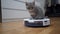 Pet and housework, smart technology. Robot vacuum cleaner and small playing gray tabby Scottish Straight kitten at home