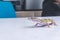 A pet juvenile leopard gecko crawling on a white table at a veterinarian clinic