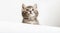 Pet kitten curiously peeking behind white background. Tabby baby cat showing placard template. Kitten head peeking over blank