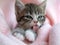 Pet kitten portrait, licking her paw