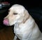 Pet Labrador licking his lips after his dinner.