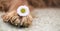 Pet love concept. Web banner of a brown dog paw with a daisy flower