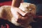 Pet Love. Owner strokes the cat. Male hand stroking cream scottish fold cat. Cat showing love to his owner