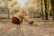 Pet Love. Young happy woman plays with puppies in the autumn park. Authentic moments of joy girl playing with stray dogs