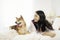 Pet Lover Concept. Woman and Shiba inu dog Looking forward. Asian girl and puppy looking forward in bed room