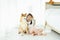 Pet lover. A girl playing with a Shiba Inu in a bedroom with white curtains