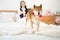 Pet Lover. Shiba Inu dog and Asian woman in the bedroom. Girl and dog in home