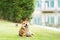 Pet Lover. Shiba Inu dog breed In the park in the spring. Shiba Inu is a dog in the Spitz group of Japan