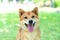 Pet Lover. Shiba Inu dog breed In the park in the spring. Shiba Inu is a dog in the Spitz group of Japan