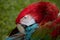 Pet Macaw preening its feather and plumage