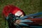 Pet Macaw preening its feather and plumage