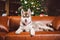 Pet and merry christmas and happy new year concept. Cheerful puppy male husky has fun in living room with large bookshelves,