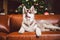 Pet and merry christmas and happy new year concept. Cheerful puppy male husky has fun in living room with large bookshelves,