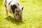 Pet Micro Pig In Field Of Yellow Summer Flowers