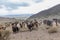 The pet in Mongolia is the yak sarlag, Bos mutus. A herd of yaks in a pasture