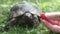 Pet owner giving his turtle ripe raspberry to eat