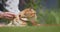 Pet owner petting his cat, walking in the backyard of the house