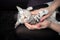 Pet owner stroking kitten on lap