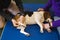 pet physical therapist make massage for beagle dogs