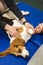 pet physical therapist make massage for beagle dogs