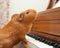 Pet Pianist