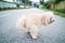 Pet poodle dog pooping on street