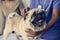 Pet pug in a veterinary clinic