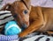 A pet puppy of breed miniature Pinscher nibbles played with the blue ball macro photo
