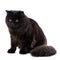 Pet. Purebred British Black cat with yellow eyes