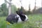Pet rabbit raised in the garden. Looking to explore the area around him