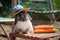 Pet Rabbit In Sun Hat Nibbling On Carrot Sitting On Beach Chair In Garden Sandpit. Generative AI