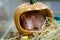 Pet rat breed sphinx sits in a pumpkin