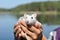 The pet rat dumbo sits on the hands of the hostess on a walk in the park on a sunny summer day. Portrait of a white pet rat on the