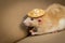 Pet Rat Straw Hat