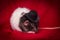 Pet Rat Top Hat