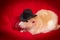 Pet Rat Top Hat