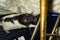 Pet Rats Musical Instruments