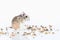 Pet. Roborovski hamster isolated on white background