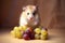 Pet\\\'s nutritional delight: hamster nibbles on grapes