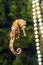 Pet seahorse swimming in a marine tank