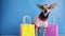 pet shop background,cute small dog with shopping bags, pet accessories