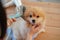 Pet Shower, pomeranian or dog breed lay down on a wooden table and combing by brush