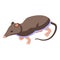 Pet shrew icon isometric vector. African mammal