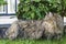 Pet of siberian breed, Brown tabby male cat in a garden