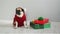 Pet sitting next to the gifts in bright packaging. Cute doggy of breed a pug is dressed by a holiday in a red-white suit