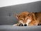 Pet sleeping on sofa, Japanese Shiba Inu dog close his eyes and laying down with peace and relax gesture alone in a living room at