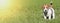 Pet summer concept, banner of a cute dog puppy as standing in the grass