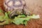 A pet tortoise feeding on leaves in a pen