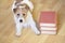 Pet training, back to school concept - cute obedient dog laying with books